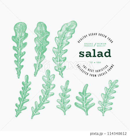 Vintage Style Arugula Illustration. Green Vegetable Illustration. Vector Hand Drawn Salad. Vintage Style Gerden Cress Illustration. Green Vegetable Illustration. Vector Hand Drawn Salad. 114348612