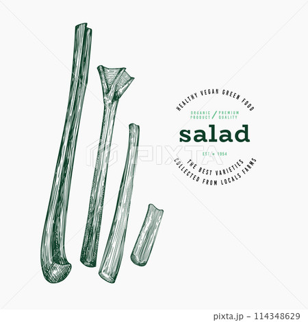 Vintage Style Rhubarb Illustration. Green Vegetable Illustration. Vector Hand Drawn Salad. Vintage Style Gerden Cress Illustration. Green Vegetable Illustration. Vector Hand Drawn Salad. 114348629