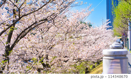 外濠公園の桜 東京・千代田区 114348670