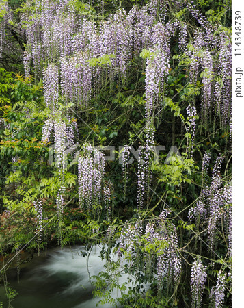 山口市仁保一貫野の藤 114348739