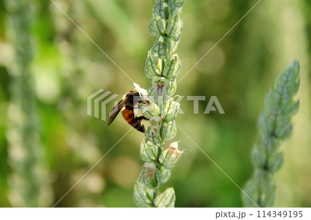 Justicia betonical flowers and bee. Justicia betonical flowers and bee. 114349195