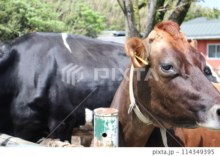 ゴールデンウィーク/高千穂牧場/宮崎 114349395