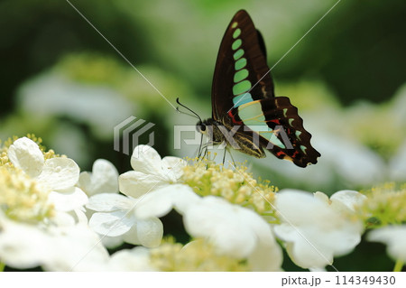 アオスジアゲハとオオカメノキの花 ⑥ アオスジアゲハとオオカメノキの花 ⑥ 114349430