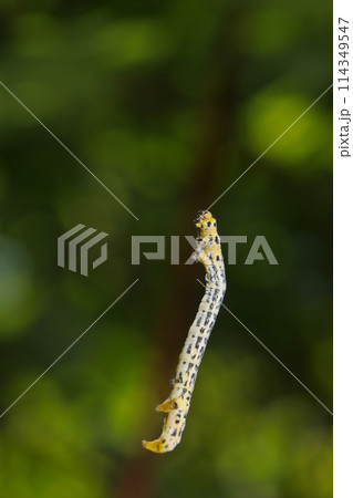細糸を登る宙づりのヒロオビトンボエダシャクの幼虫(自然光+マクロ接写写真) 細糸を登る宙づりのヒロオビトンボエダシャクの幼虫(自然光+マクロ接写写真) 114349547
