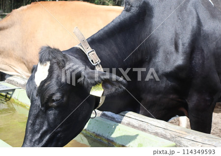 ゴールデンウィーク/高千穂牧場/宮崎 114349593