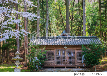 四神社の社殿とサクラ【北安曇郡池田町】 114349775