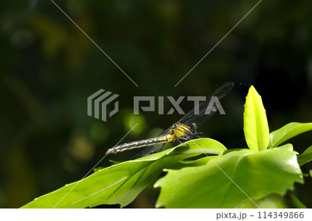 深緑の高い枝葉に陽光に映える黄色が鮮やかなヤマサナエ・トンボ(自然光+望遠マクロ接写写真) 深緑の高い枝葉に陽光に映える黄色が鮮やかなヤマサナエ・トンボ(自然光+望遠マクロ接写写真) 114349866
