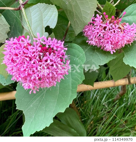 ハートの形をした可愛らしいピンク色のボタンクサギ・庭を彩る華やかな夏の花 114349970