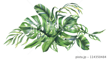 Tropical coconut, banana palm leaves, monstera, monkey mask, frangipani, bright juicy green. Hand drawn watercolor botanical illustration. Composition isolated from background Tropical coconut, banana palm leaves, monstera, monkey mask, frangipani, bright juicy green. Hand drawn watercolor botanical illustration. Composition isolated from background 114350484