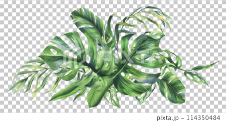 Tropical coconut, banana palm leaves, monstera, monkey mask, frangipani, bright juicy green. Hand drawn watercolor botanical illustration. Composition isolated from background Tropical coconut, banana palm leaves, monstera, monkey mask, frangipani, bright juicy green. Hand drawn watercolor botanical illustration. Composition isolated from background 114350484