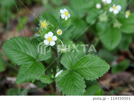 シロバナヘビイチゴの白い花 シロバナヘビイチゴの白い花 114350501