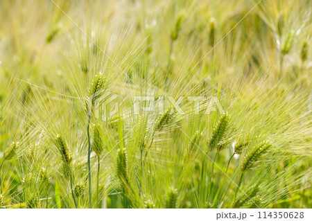キラキラ黄金色に色づきはじめた大麦の穂 114350628