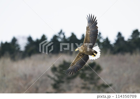 オジロワシ飛翔 114350709