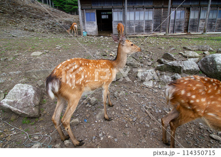 ニホンジカ 114350715