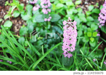 アジュガ ロゼアのピンクの花 アジュガ ロゼアのピンクの花 114350870