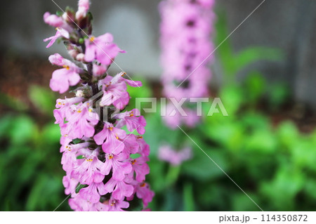アジュガ ロゼアのピンクの花 アジュガ ロゼアのピンクの花 114350872