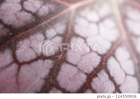 ヒューケラ ベルベットナイトの表面 114350916