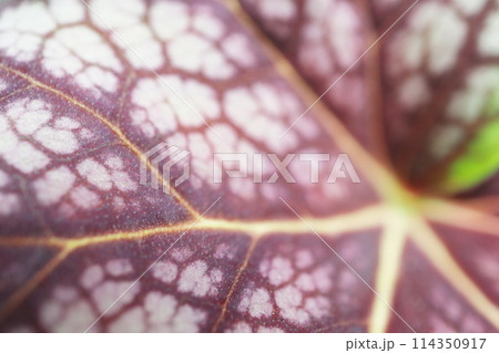 ヒューケラ チョコミントの表面 114350917