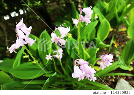 ピンクのシラー・カンパニュラータ ピンクのシラー・カンパニュラータ 114350923