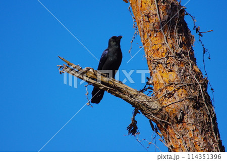 冬空に佇むカラス 114351396
