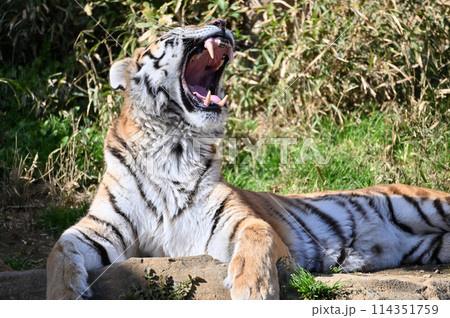 牙を剝くアムールトラ 多摩動物公園 牙を剝くアムールトラ 多摩動物公園 114351759