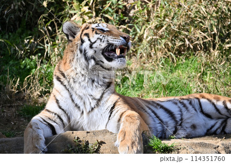 アムールトラ　多摩動物公園 114351760
