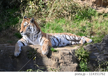 アムールトラ 多摩動物公園 アムールトラ 多摩動物公園 114351762