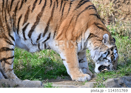 草をむしるアムールトラ 多摩動物公園 草をむしるアムールトラ 多摩動物公園 114351769