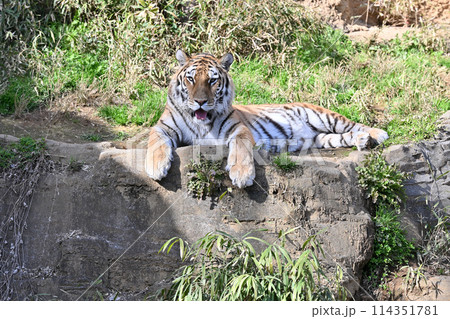 正面を見つめるアムールトラ　多摩動物公園 114351781