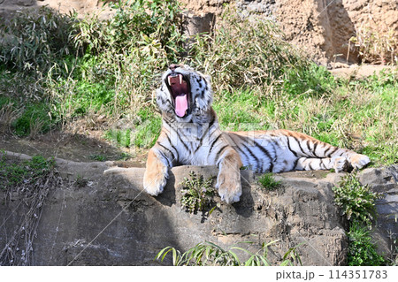 大きく口を開けるアムールトラ　多摩動物公園 114351783