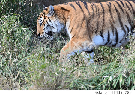 アムールトラ　多摩動物公園 114351786
