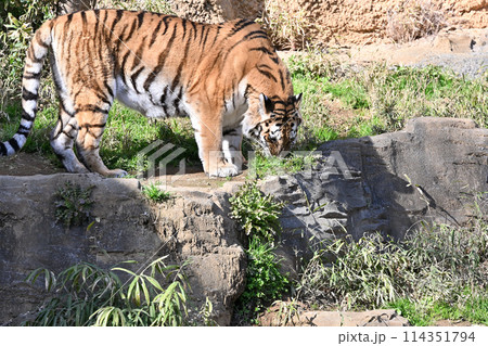 l草をむしるアムールトラ　多摩動物公園 114351794