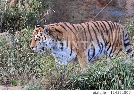 鋭い眼差しのアムールトラの横顔　多摩動物公園 114351809