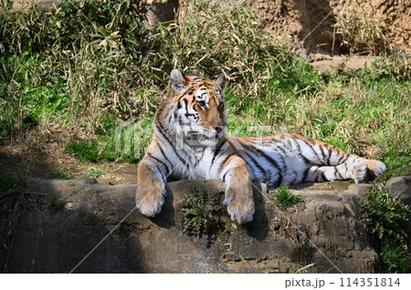 アムールトラ 多摩動物公園 アムールトラ 多摩動物公園 114351814