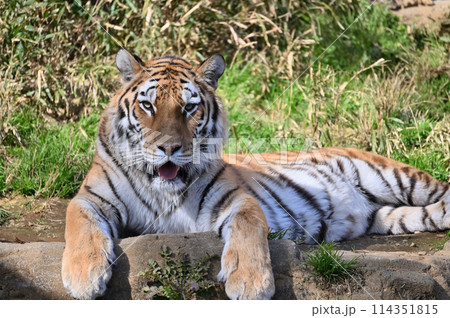 アムールトラ 顔のアップ 多摩動物公園 アムールトラ 顔のアップ 多摩動物公園 114351815