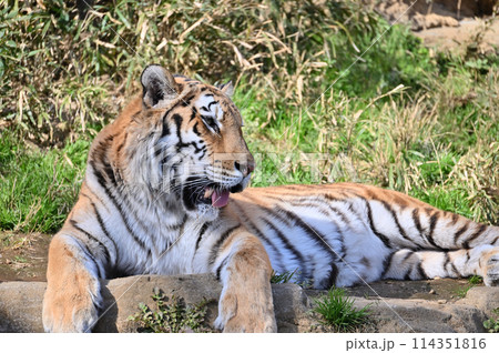 アムールトラ 横顔のアップ 多摩動物公園 アムールトラ 横顔のアップ 多摩動物公園 114351816