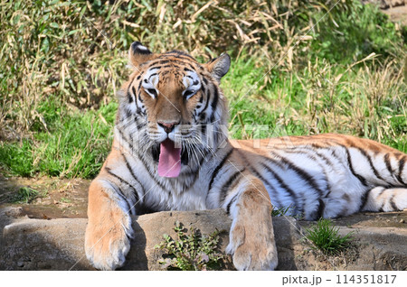 アムールトラ リラックスした顏のアップ 多摩動物公園 アムールトラ リラックスした顏のアップ 多摩動物公園 114351817