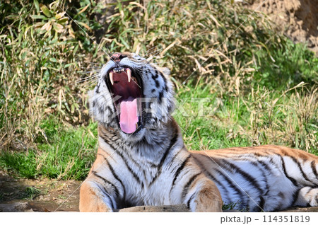 鋭い牙のアムールトラのアップ　多摩動物公園 114351819