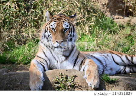 見つめるアムールトラ　顔のアップ　多摩動物公園 114351827