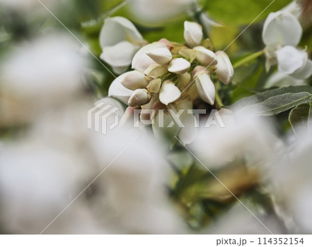 里山の白いフジの花 114352154