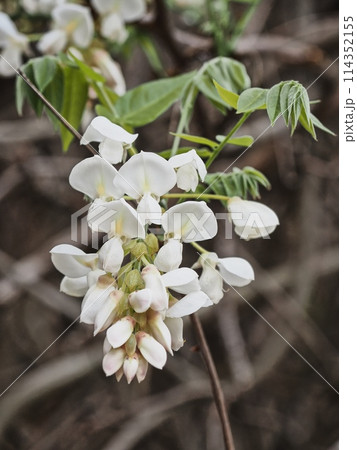 里山の白いフジの花 114352155