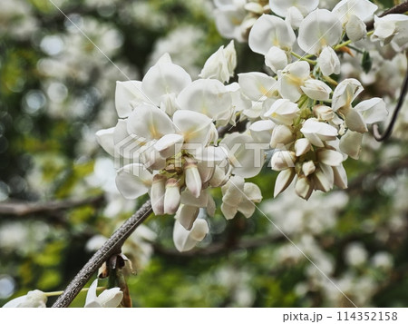 里山の白いフジの花 里山の白いフジの花 114352158
