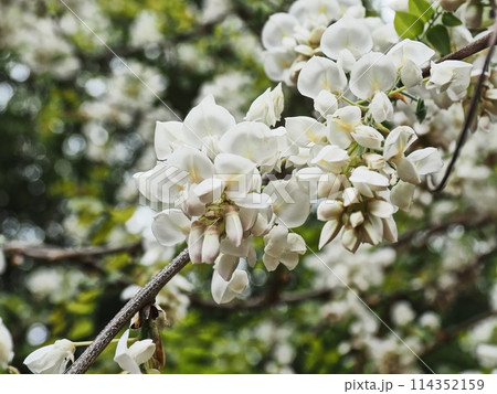 里山の白いフジの花 里山の白いフジの花 114352159