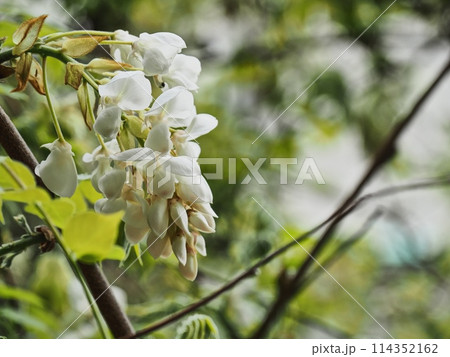 里山の白いフジの花 里山の白いフジの花 114352162