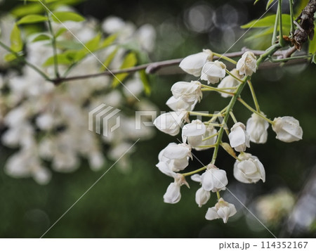 里山の白いフジの花 里山の白いフジの花 114352167