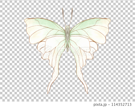 Fluttering delicate white green butterfly in Art Nouveau style. Abstract watercolor tropical insect. Top view. Hand drawn illustration. Decorative elements for art deco design. 114352713