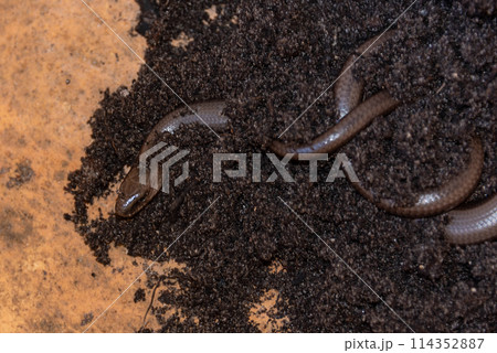 The legless spindle lizard hides in the ground. 114352887