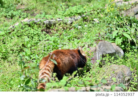 レッサーパンダ 後ろ姿 多摩動物公園 レッサーパンダ 後ろ姿 多摩動物公園 114352937