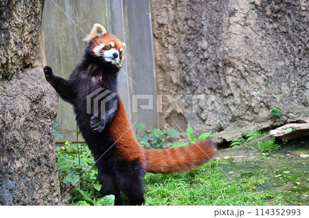 2本足で立つレッサーパンダ 多摩動物公園 2本足で立つレッサーパンダ 多摩動物公園 114352993