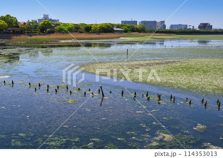 谷津干潟（千葉県習志野市） 114353013